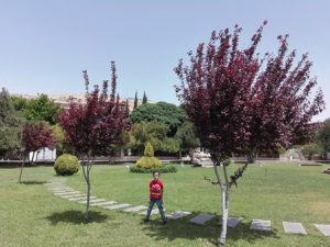 دمشق الياسمين